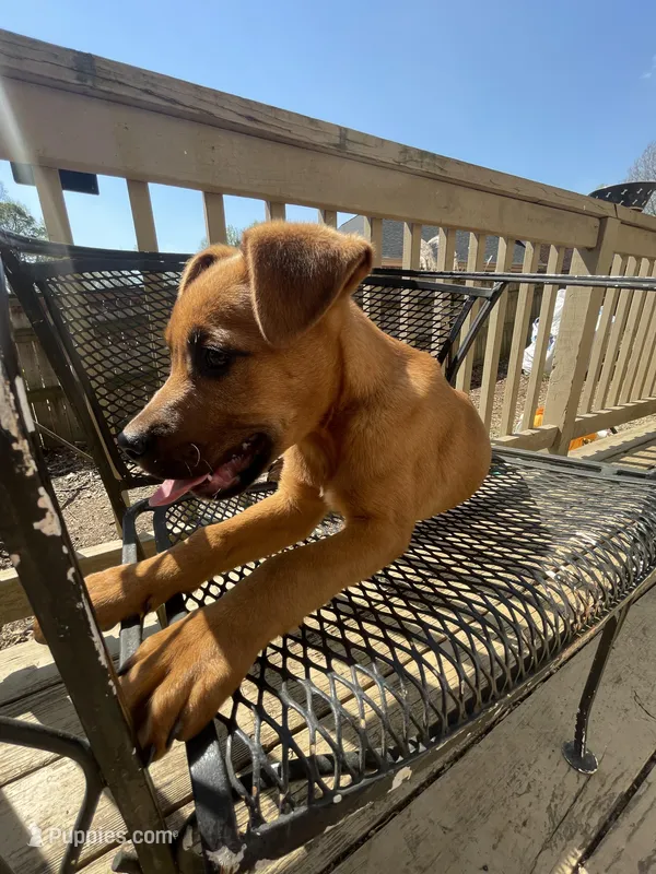 Timmy  – Belgian Shepherd Dog puppy for sale in Powder Springs, GA