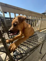 Timmy , a male Belgian Shepherd Dog for sale in Powder Springs, GA – Photo 1 of 4