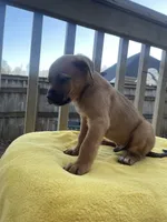 Timmy , a male Belgian Shepherd Dog for sale in Powder Springs, GA – Photo 3 of 4