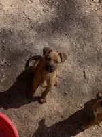 Timmy , a male Belgian Shepherd Dog for sale in Powder Springs, GA – Photo 4 of 4
