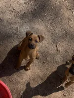 Timmy , a male Belgian Shepherd Dog for sale in Powder Springs, GA – Photo 3 of 4