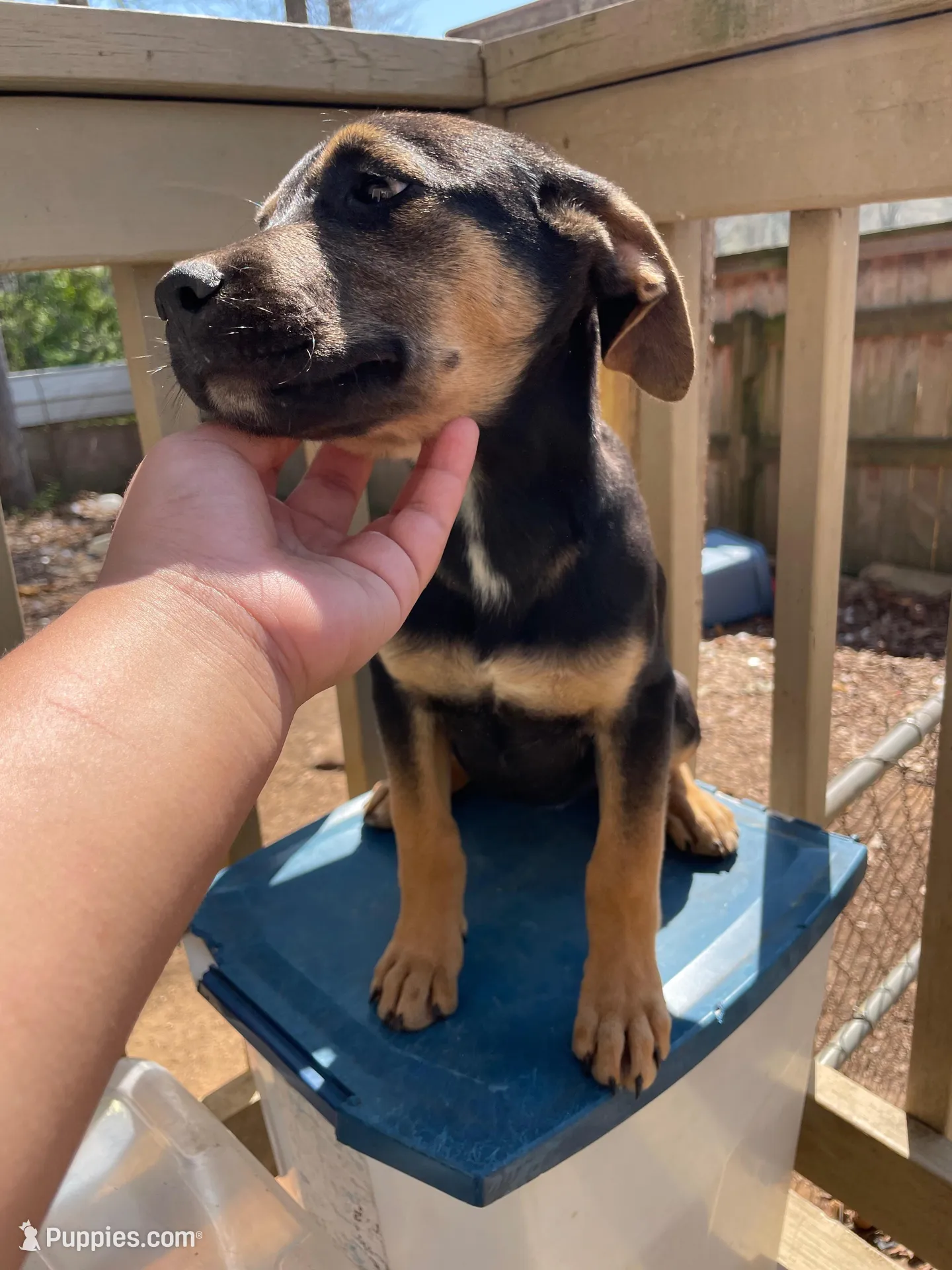 Roxy, a female Belgian Shepherd Dog for sale in Powder Springs, GA – Photo 2 of 4