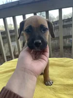 Buttercup, a female Belgian Shepherd Dog for sale in Powder Springs, GA – Photo 1 of 4