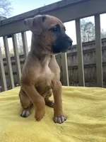 Buttercup, a female Belgian Shepherd Dog for sale in Powder Springs, GA – Photo 2 of 4