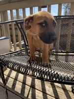 Buttercup, a female Belgian Shepherd Dog for sale in Powder Springs, GA – Photo 4 of 6