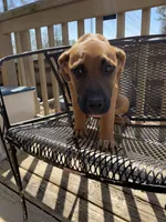 Buttercup, a female Belgian Shepherd Dog for sale in Powder Springs, GA – Photo 3 of 6