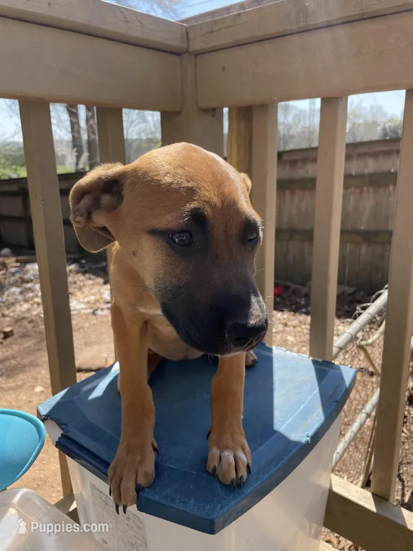 Buttercup – Belgian Shepherd Dog puppy for sale in Powder Springs, GA