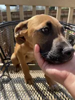 Buttercup, a female Belgian Shepherd Dog for sale in Powder Springs, GA – Photo 5 of 6