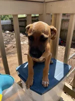 Buttercup, a female Belgian Shepherd Dog for sale in Powder Springs, GA – Photo 2 of 6