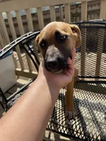 Buttercup, a female Belgian Shepherd Dog for sale in Powder Springs, GA – Photo 6 of 6