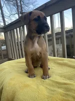 Buttercup, a female Belgian Shepherd Dog for sale in Powder Springs, GA – Photo 3 of 4