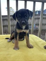 #1 Lola , a female Belgian Shepherd Dog for sale in Powder Springs, GA – Photo 2 of 3