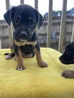 #1 Lola , a female Belgian Shepherd Dog for sale in Powder Springs, GA – Photo 3 of 3