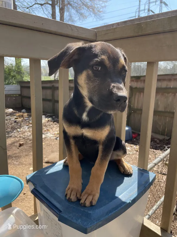 Roxy – Belgian Shepherd Dog puppy for sale in Powder Springs, GA