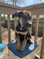 Roxy, a female Belgian Shepherd Dog for sale in Powder Springs, GA – Photo 1 of 4