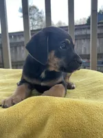 Roxy, a female Belgian Shepherd Dog for sale in Powder Springs, GA – Photo 1 of 3