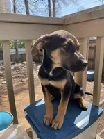 Roxy, a female Belgian Shepherd Dog for sale in Powder Springs, GA – Photo 3 of 4