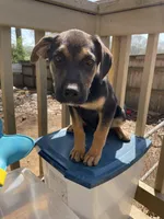 Roxy, a female Belgian Shepherd Dog for sale in Powder Springs, GA – Photo 4 of 4