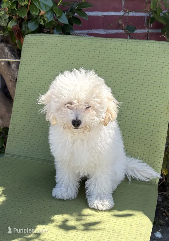 Teddy  – Poodle - Toy  puppy for sale in Richmond, CA