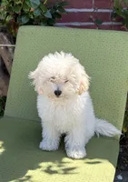 Teddy , a male Poodle - Toy  for sale in Richmond, CA – 1 of 1