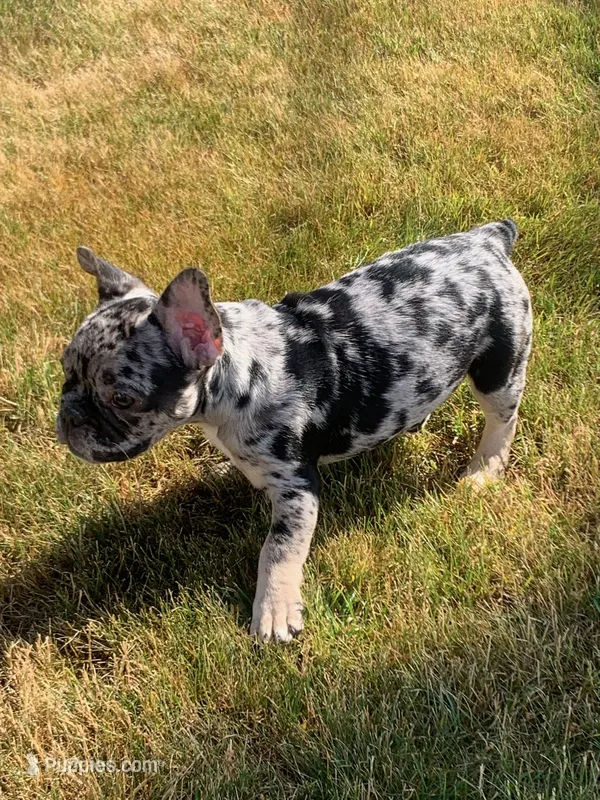 Levy – French Bulldog puppy for sale in Bridgewater, MA