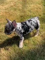 Levy, a male French Bulldog for sale in Bridgewater, MA – 1 of 5