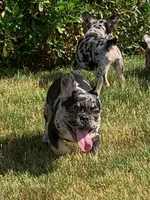 Lucky , a male French Bulldog for sale in Bridgewater, MA – 1 of 6