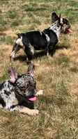 Levy, a male French Bulldog for sale in Bridgewater, MA – 8 of 9