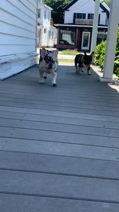 Lucky , a male French Bulldog for sale in Bridgewater, MA – 9 of 9