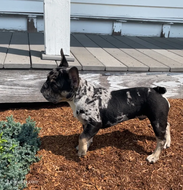 Lucky  – French Bulldog puppy for sale in Bridgewater, MA