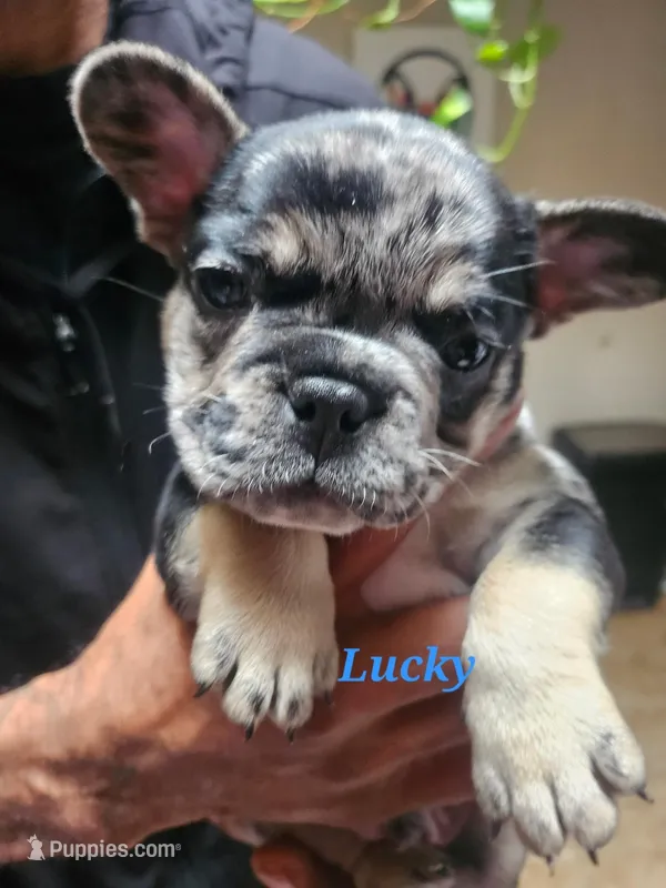 Lucky  – French Bulldog puppy for sale in Bridgewater, MA