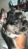 Lucky , a male French Bulldog for sale in Bridgewater, MA – Photo 3 of 3