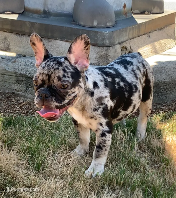 Levy – French Bulldog puppy for sale in Bridgewater, MA