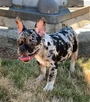 Levy, a male French Bulldog for sale in Bridgewater, MA – 1 of 9