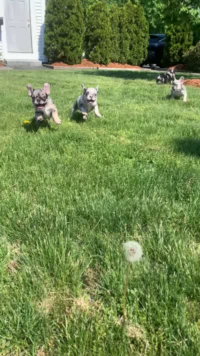 Lucky , a male French Bulldog for sale in Bridgewater, MA – 6 of 6