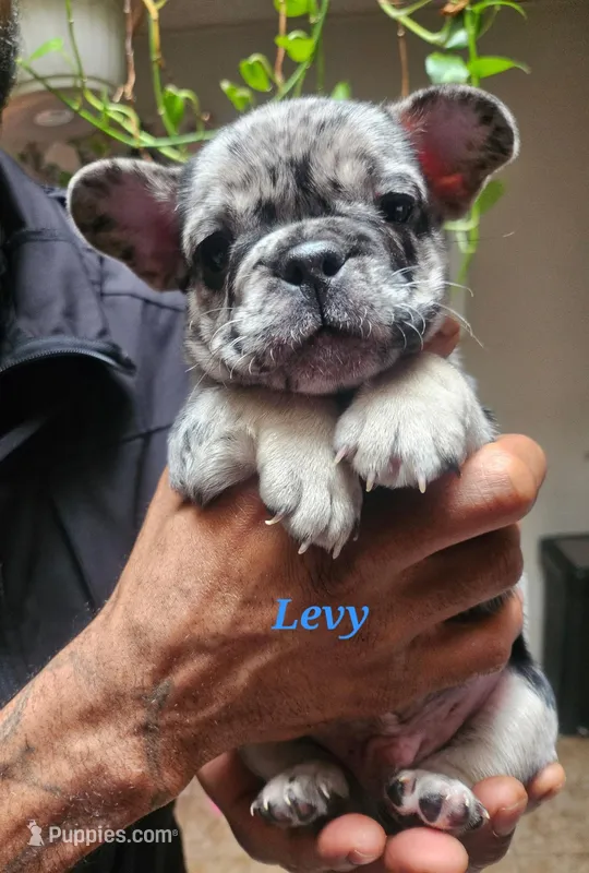 Levy – French Bulldog puppy for sale in Bridgewater, MA