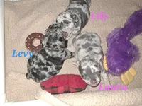 Levy, a male French Bulldog for sale in Bridgewater, MA – Photo 2 of 2