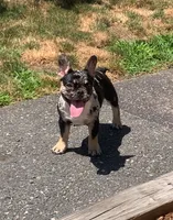 Lucky , a male French Bulldog for sale in Bridgewater, MA – 1 of 9