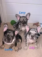 Lily, a female French Bulldog for sale in Bridgewater, MA – 4 of 5