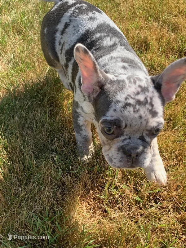 Lily – French Bulldog puppy for sale in Bridgewater, MA