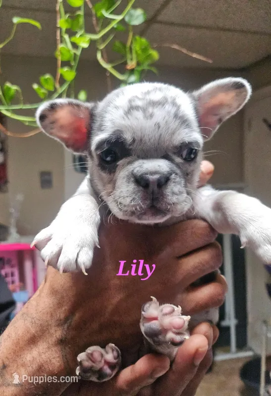 Lily – French Bulldog puppy for sale in Bridgewater, MA