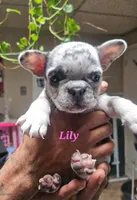 Lily, a female French Bulldog for sale in Bridgewater, MA – Photo 1 of 2