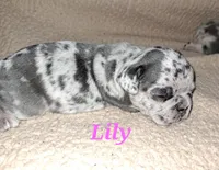 Lily, a female French Bulldog for sale in Bridgewater, MA – Photo 2 of 2