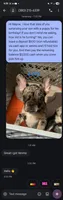 Levy, a male French Bulldog for sale in Bridgewater, MA – 2 of 9