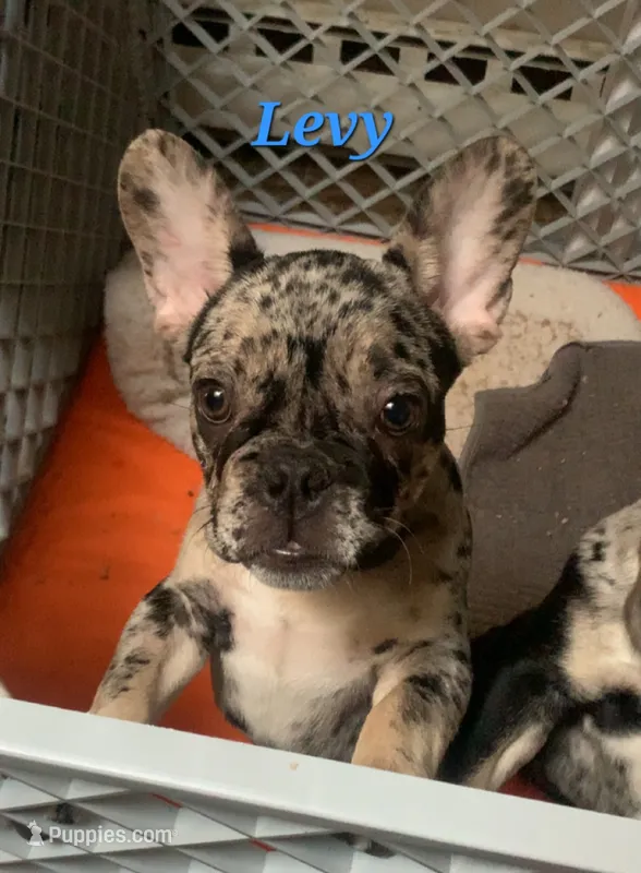 Levy – French Bulldog puppy for sale in Bridgewater, MA