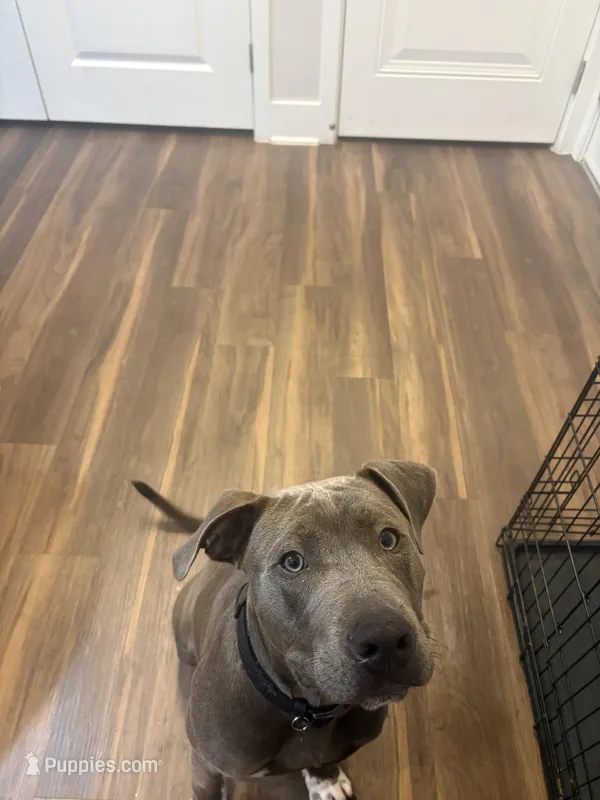 Kaine  – American Pit Bull Terrier puppy for sale in Orlando, FL