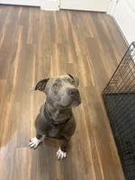 Kaine , a male American Pit Bull Terrier for sale in Orlando, FL – 2 of 4