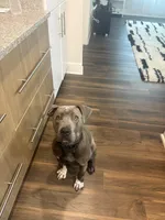 Kaine , a male American Pit Bull Terrier for sale in Orlando, FL – 3 of 4