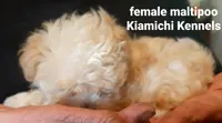 Lil Bit, a female Maltipoo for sale in Muse, OK – 7 of 8