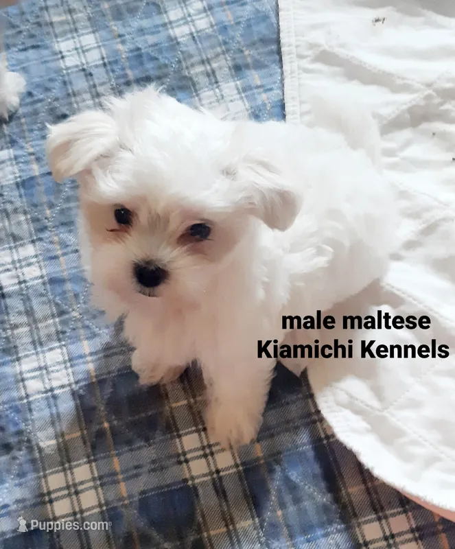 Micah – Maltese puppy for sale in Muse, OK